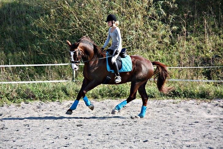 Dansk Varmblod Tjørnegårdens Achilles billede 3
