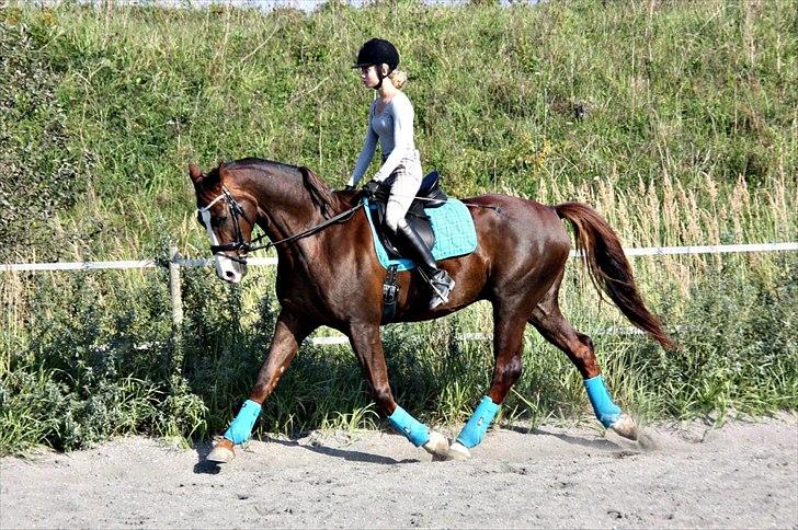 Dansk Varmblod Tjørnegårdens Achilles billede 4