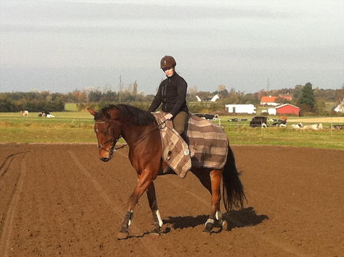 Tysk Varmblod Big Boy (BB) R.I.P.  22/8 2012 billede 7