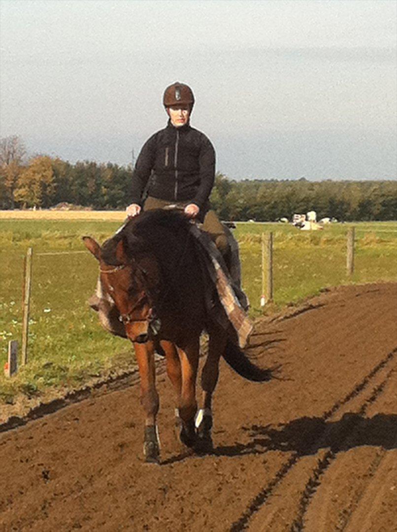 Tysk Varmblod Big Boy (BB) R.I.P.  22/8 2012 billede 10