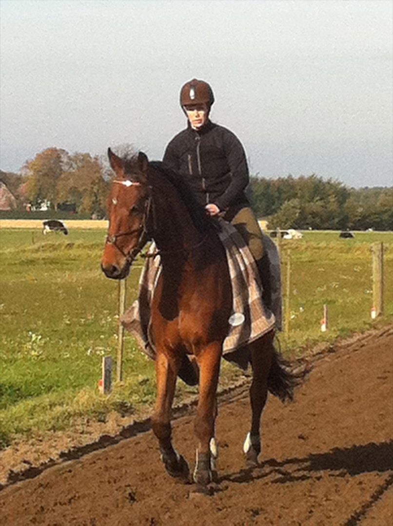 Tysk Varmblod Big Boy (BB) R.I.P.  22/8 2012 billede 11