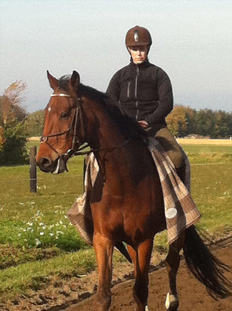 Tysk Varmblod Big Boy (BB) R.I.P.  22/8 2012 billede 12
