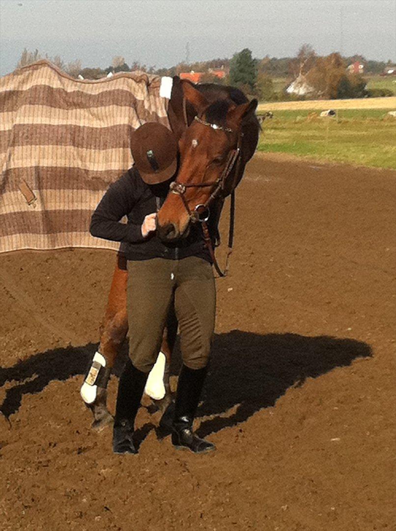 Tysk Varmblod Big Boy (BB) R.I.P.  22/8 2012 billede 14