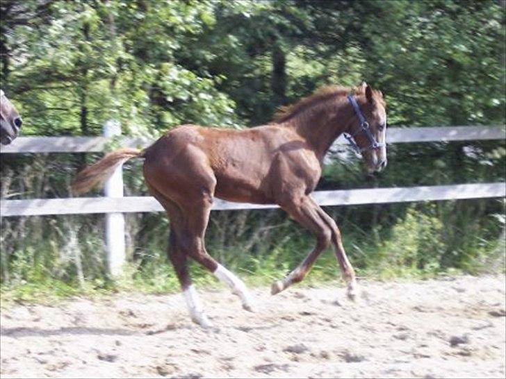 Dansk Varmblod Tjørnegårdens Achilles - lille Chille som meget, meget lille.. billede 5