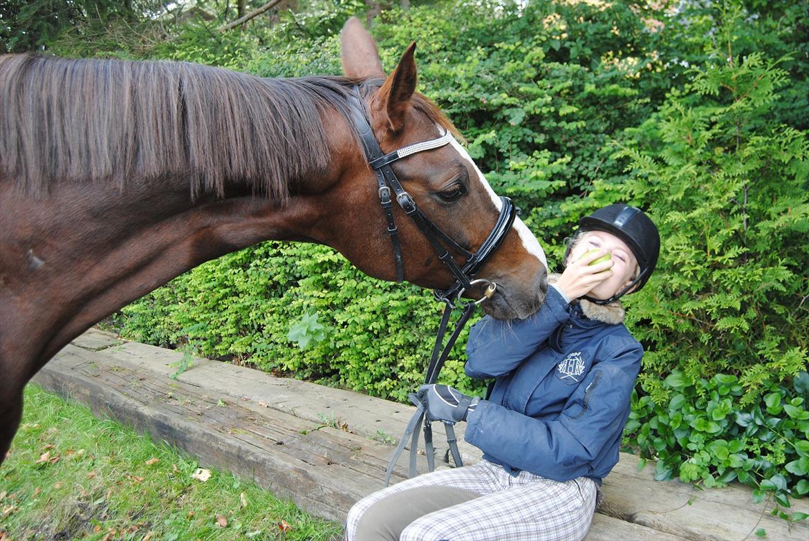 Dansk Varmblod Tjørnegårdens Achilles - Chille mener vi bør dele.. jeg var ikke helt enig, men sjovt var det d; billede 6