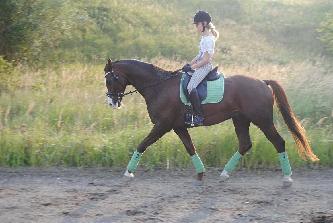 Dansk Varmblod Tjørnegårdens Achilles - Selvom vi har meget at lærer er det altid dejligt at ride ham!  billede 7