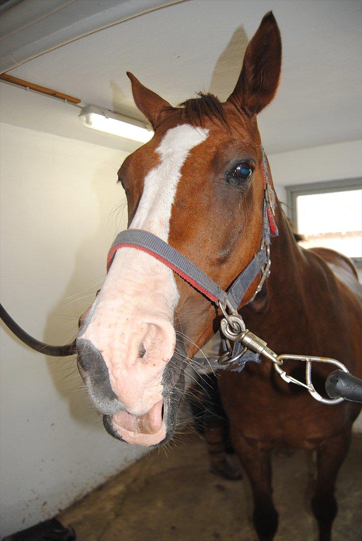 Dansk Varmblod Tjørnegårdens Achilles - "hmm.. kan jeg mon krølle min tunge??" billede 8
