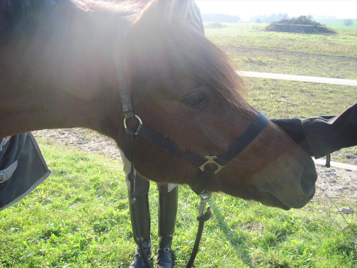 DSP Sultan fra Højbo<3 - Da vi var oppe og hente Sulle billede 15