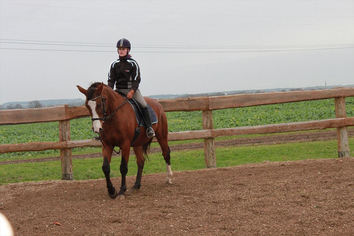 Dansk Varmblod Cherri billede 1