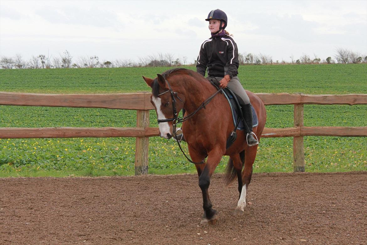 Dansk Varmblod Cherri billede 2