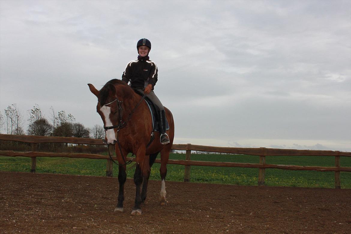 Dansk Varmblod Cherri billede 3