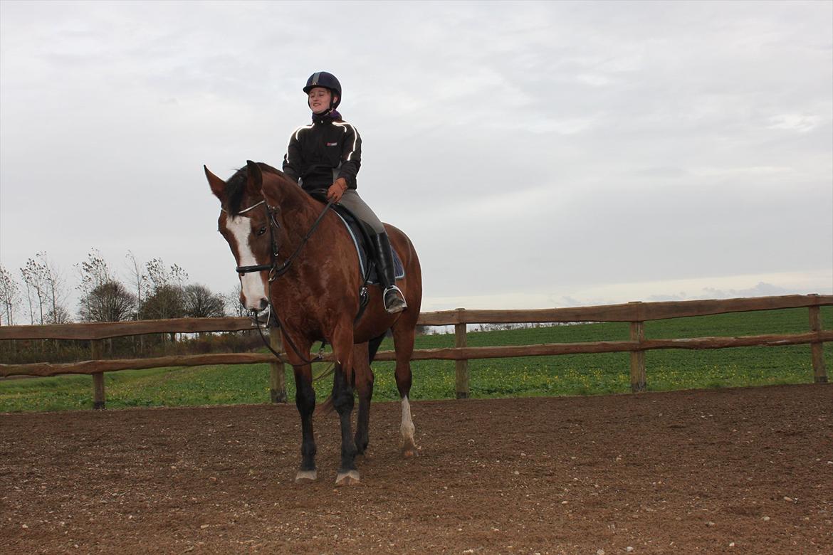 Dansk Varmblod Cherri billede 4