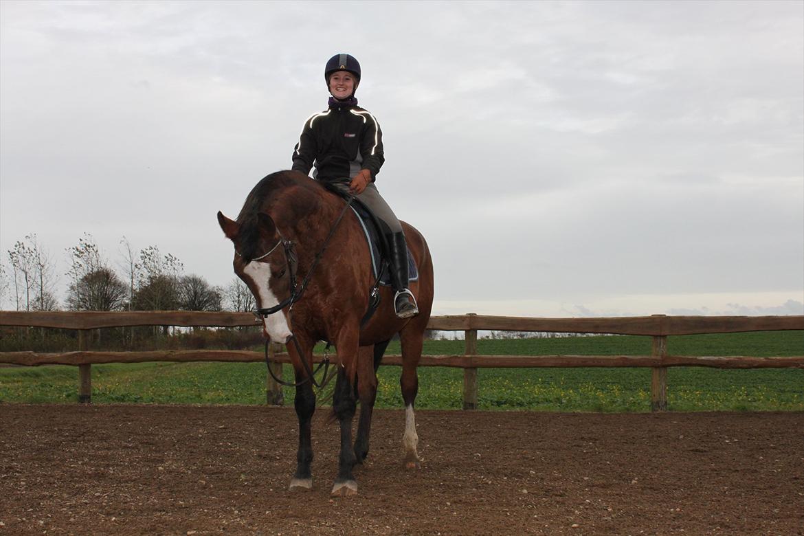 Dansk Varmblod Cherri billede 5