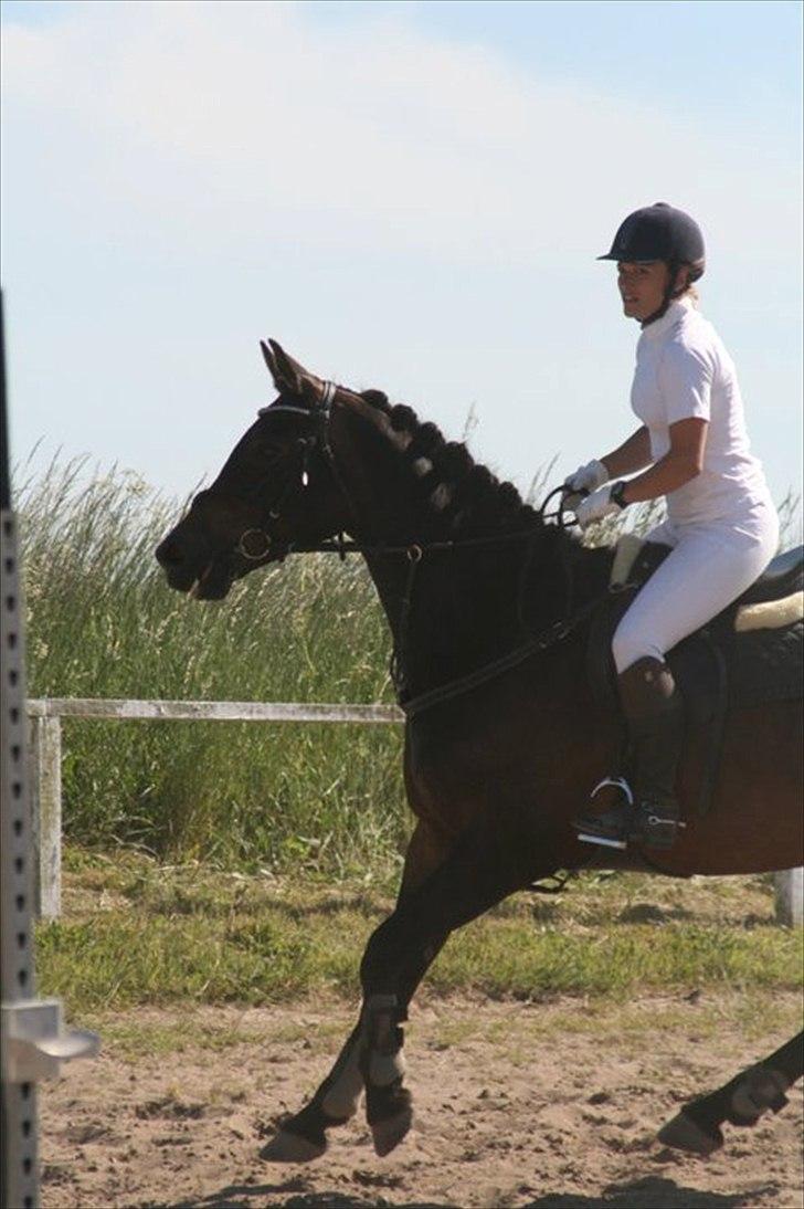 Hollandsk Varmblod Verginia billede 8