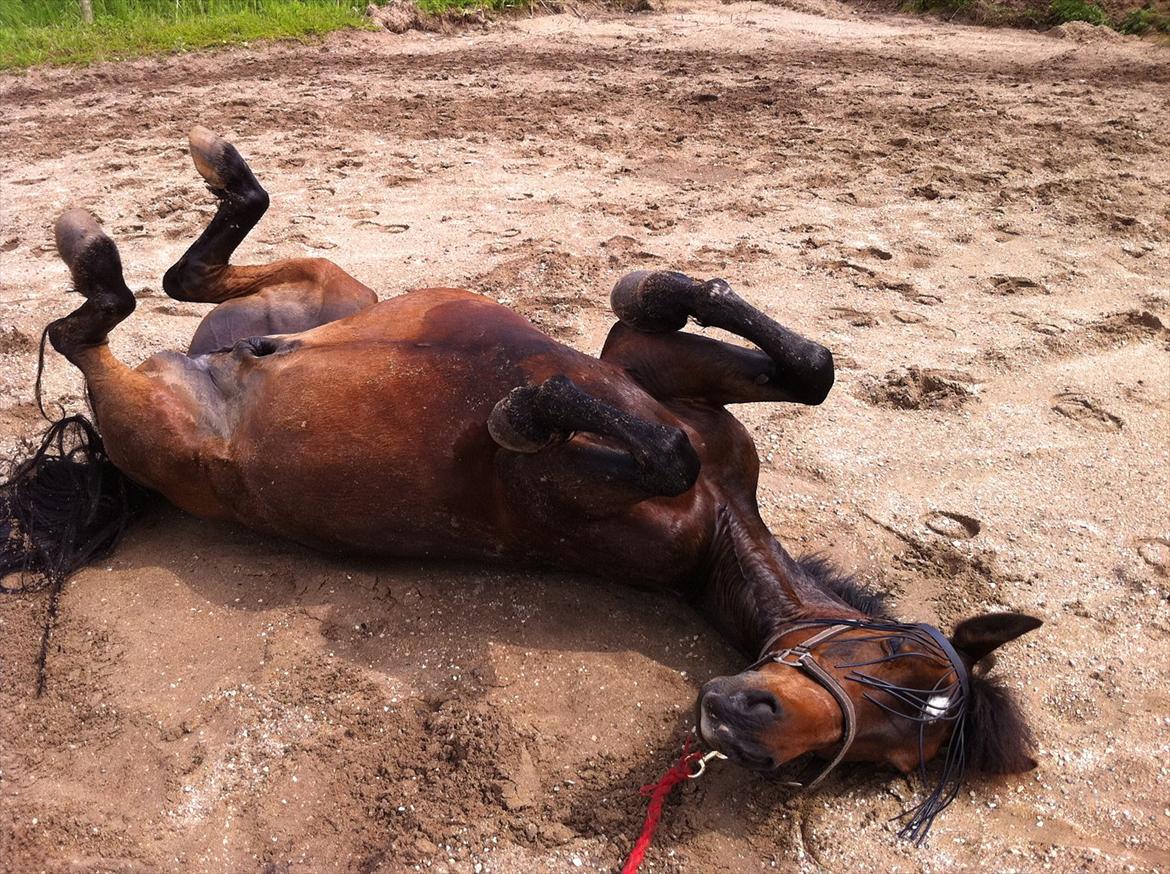 New Forest Navarana's Dion "Pølsen" billede 14