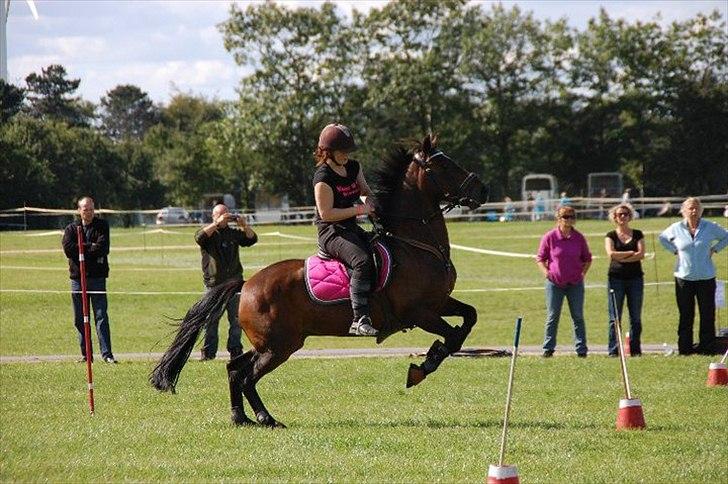 New Forest Navarana's Dion "Pølsen" - DM Par, Store HesteDag 2010 billede 17
