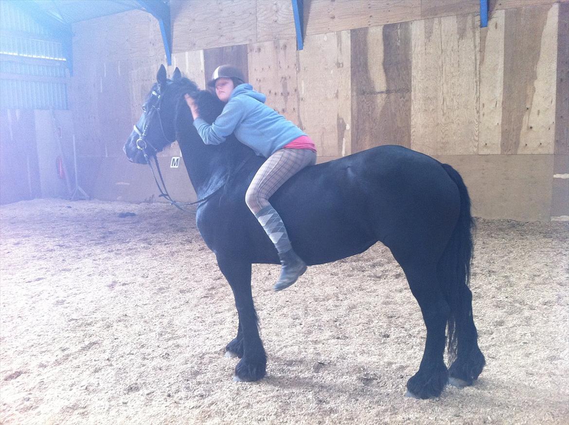 Frieser Anneke - første gang uden sadel, dejlige hest! :-) billede 1