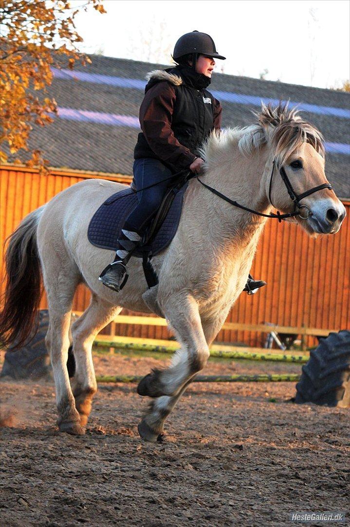 Fjordhest Claus - Galop hen mod skolen (Foto: Simone Them Larsen) billede 9