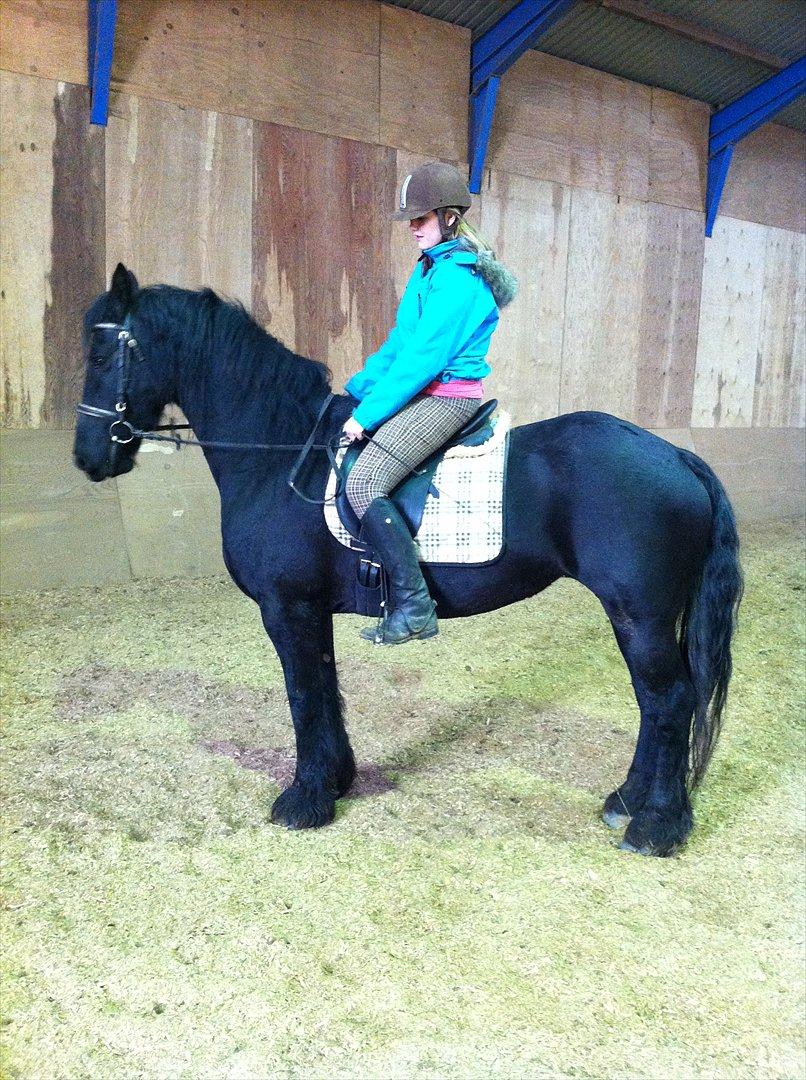 Frieser Anneke - flotte hest! :-* billede 3