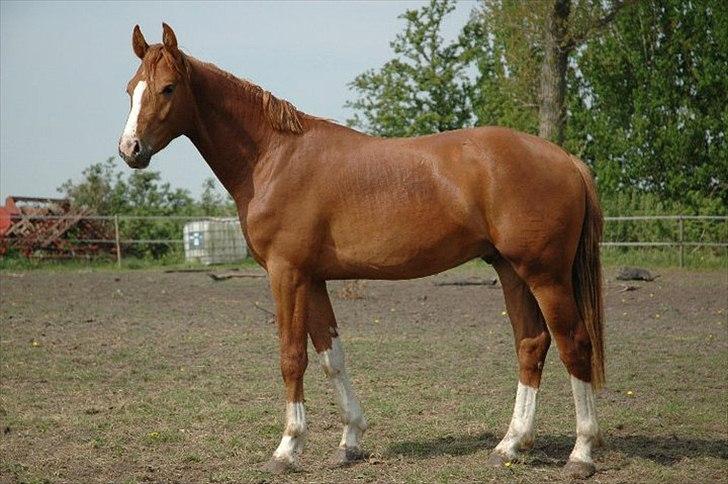 Dansk Varmblod Borregaards Camilo - sommer 2011 milo 2 års hingst billede 11