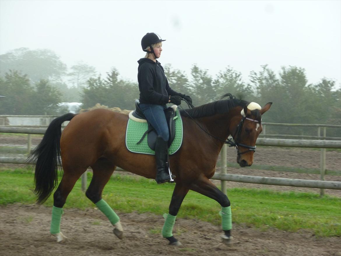 Dansk Varmblod Grankærs Come On ''PRINSESSEN''<3 billede 2