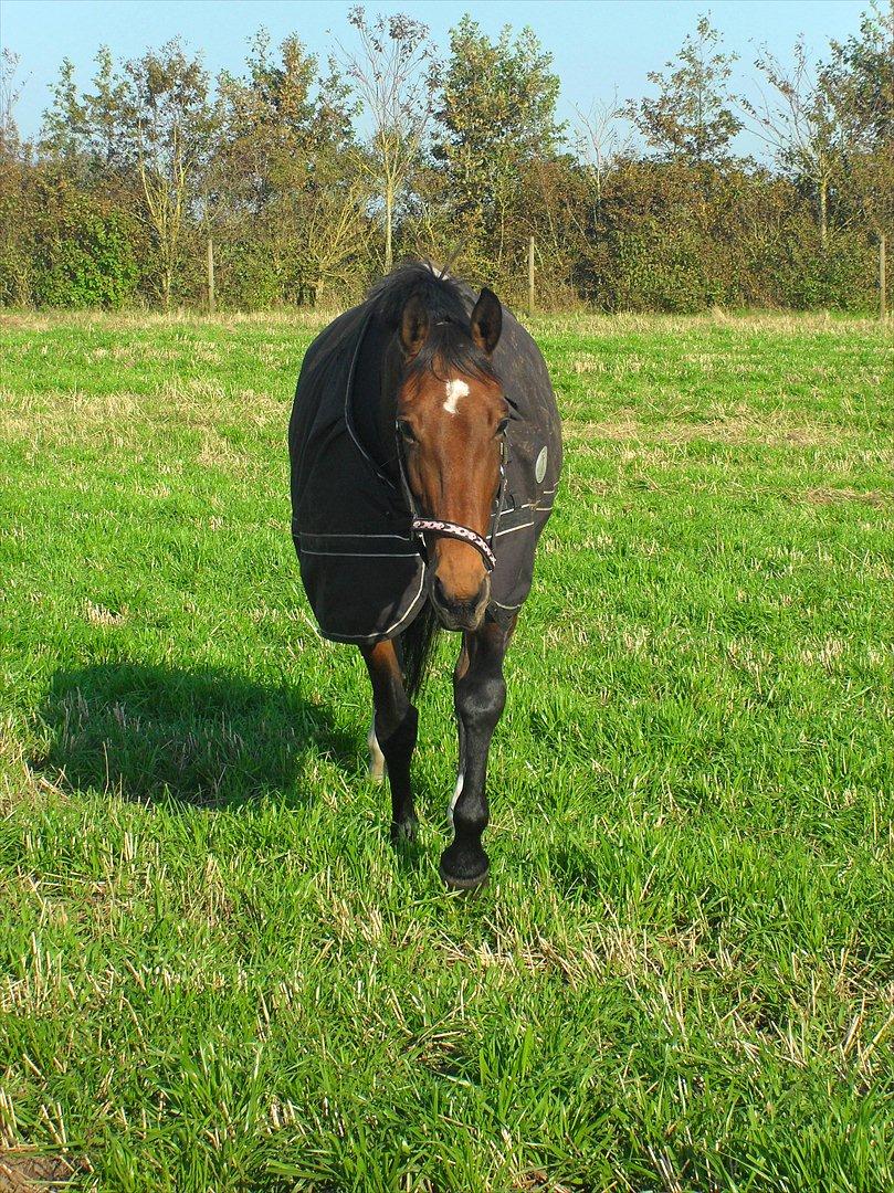 Dansk Varmblod Grankærs Come On ''PRINSESSEN''<3 - Prinsessen på vej hen til mig, sød hyp ;)<3 billede 4