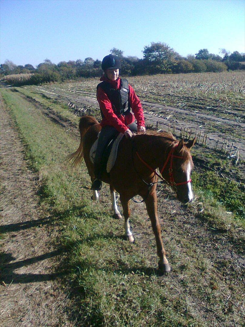 Arabisk fuldblod (OX) ZA-KAGO OX - Tur i skoven kort efter tilridning<3. billede 3