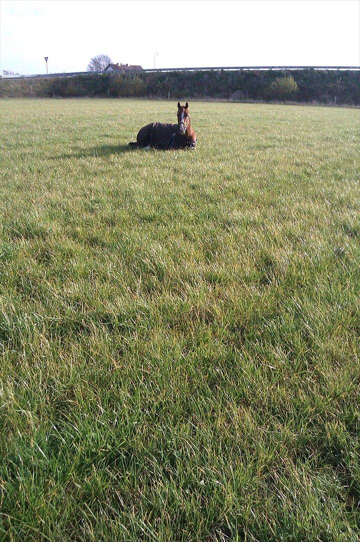 Arabisk fuldblod (OX) ZA-KAGO OX billede 6