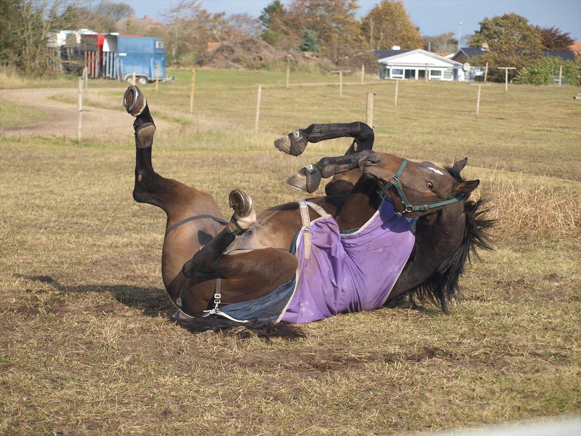 Holstener Dumbledore - Haha :-) billede 7