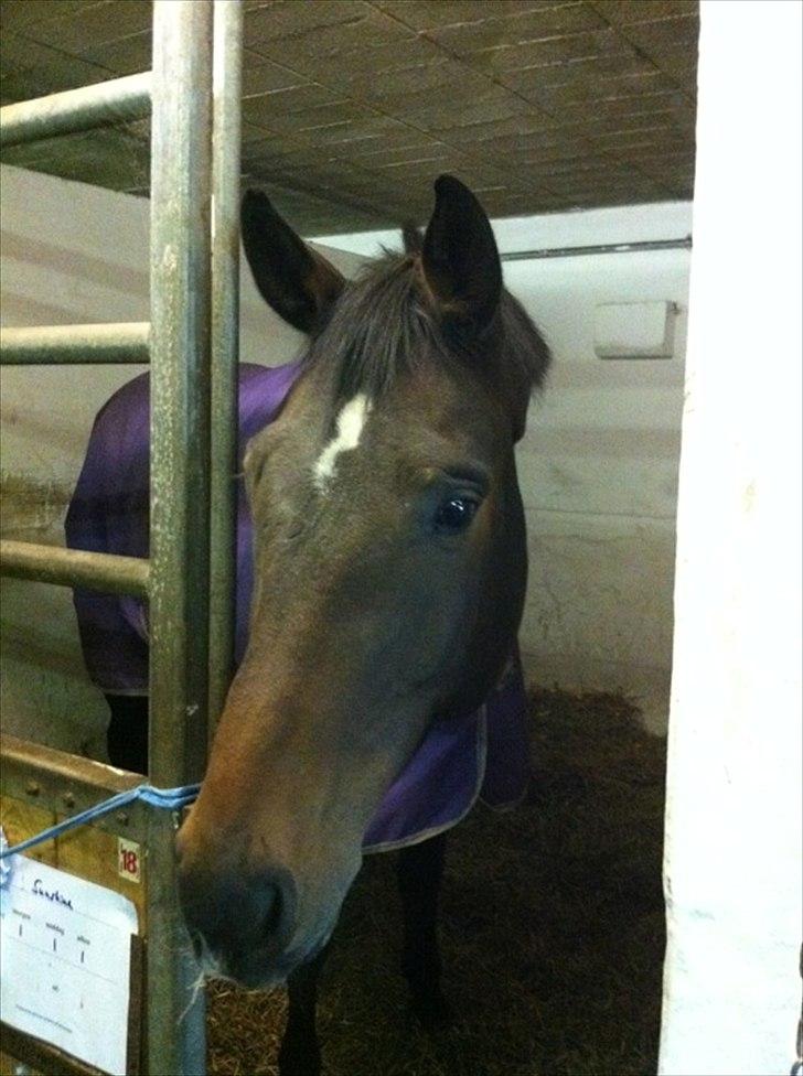 Holstener Dumbledore - D. 13 oktober, nemlig dagen hvor vi hentede ham hjem :-) billede 8