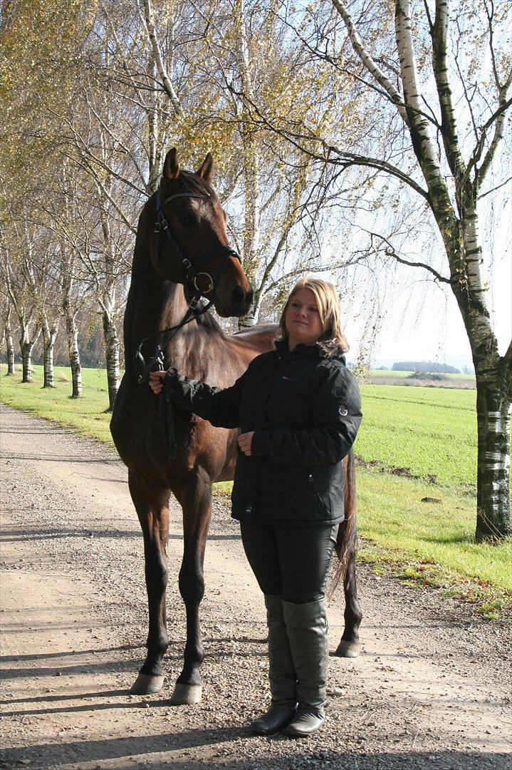 Dansk Varmblod Skovmosegård´s Roméo billede 3