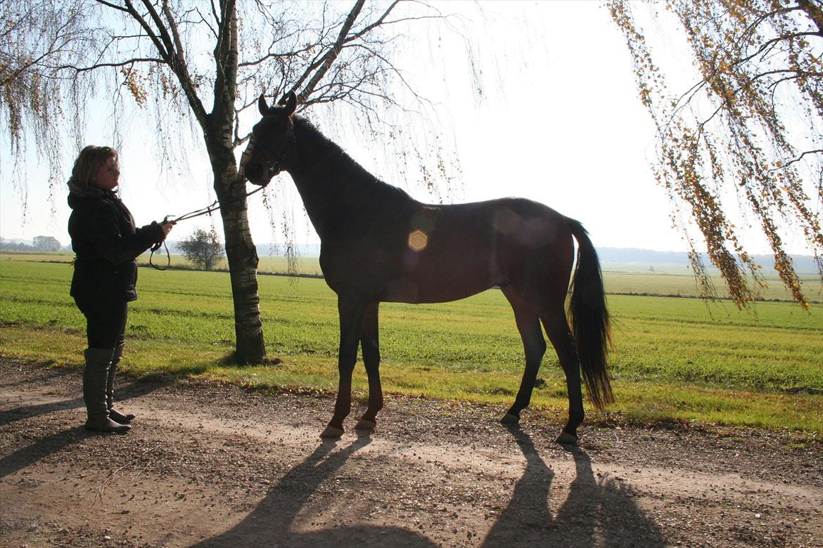 Dansk Varmblod Skovmosegård´s Roméo billede 5