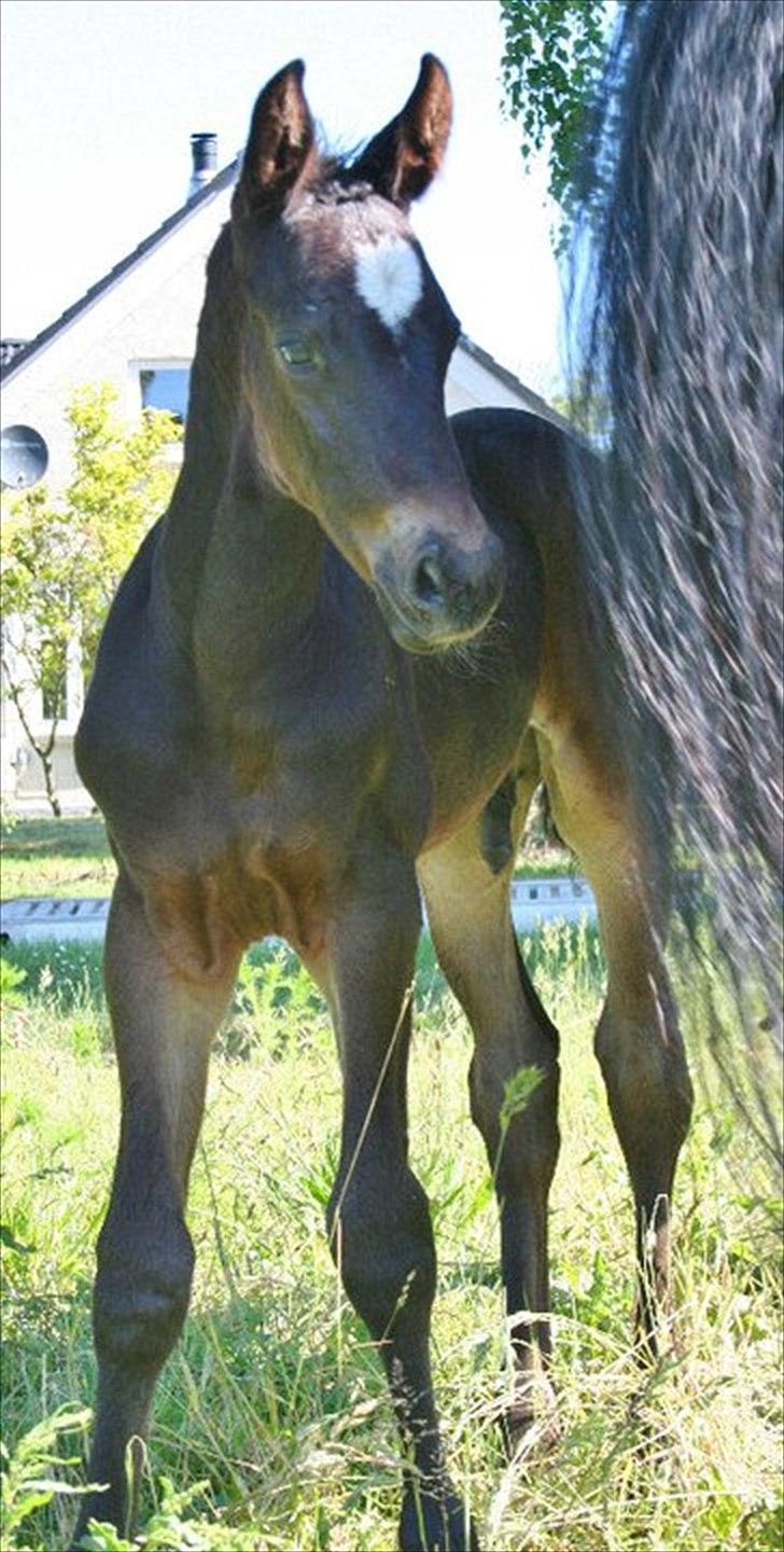 Dansk Varmblod Sophie´s Caios billede 1