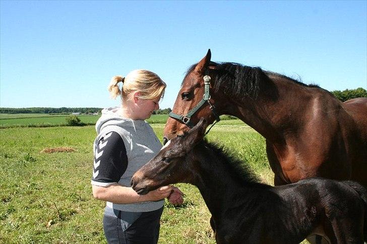 Dansk Varmblod Sophie´s Caios billede 2