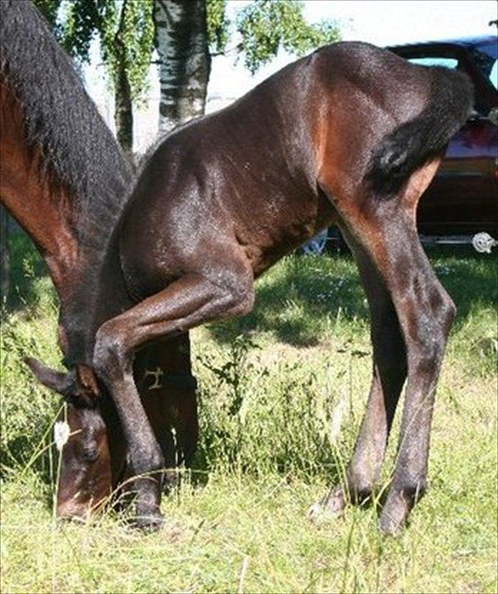 Dansk Varmblod Sophie´s Caios billede 3