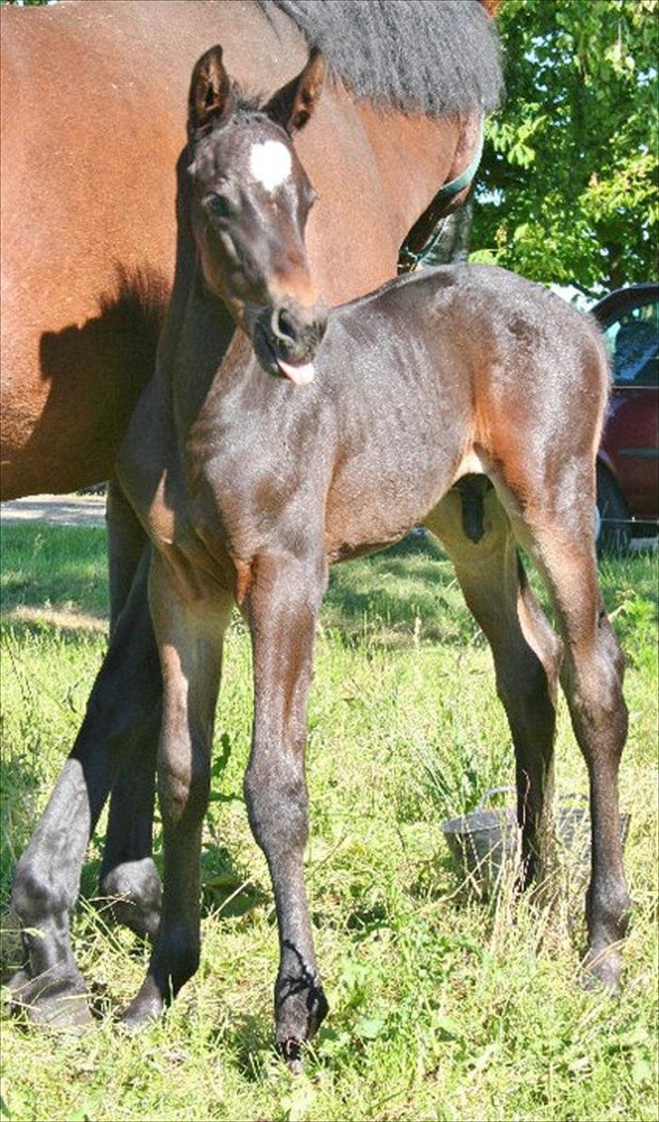 Dansk Varmblod Sophie´s Caios billede 4