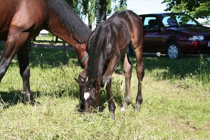 Dansk Varmblod Sophie´s Caios billede 5
