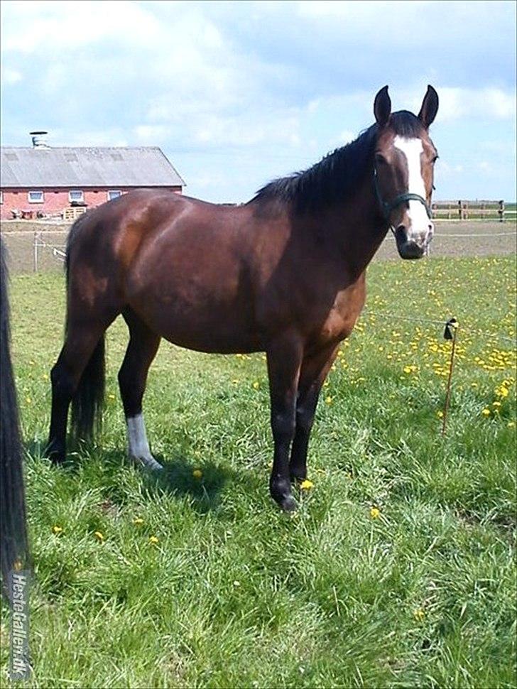 Dansk Varmblod Cherri billede 6