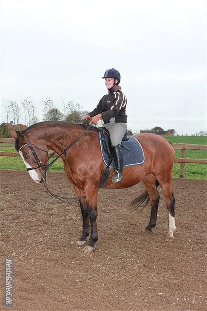 Dansk Varmblod Cherri billede 7