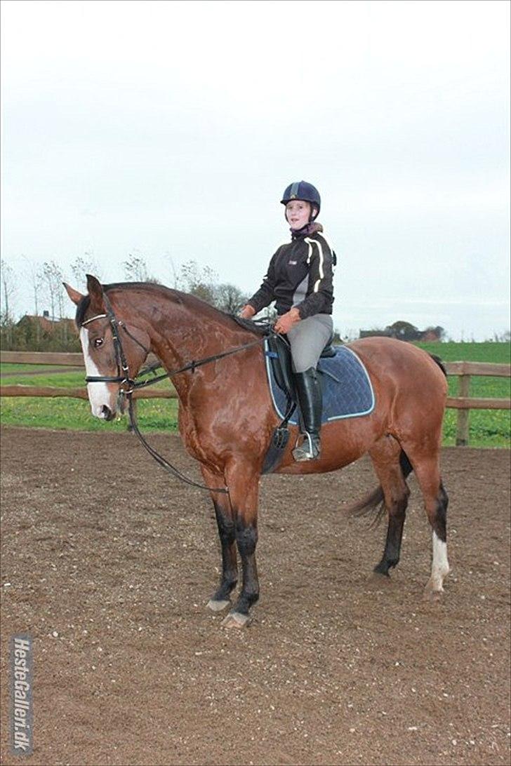 Dansk Varmblod Cherri billede 8