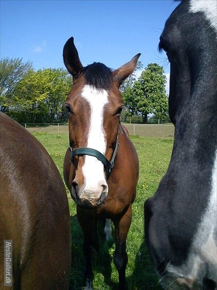 Dansk Varmblod Cherri billede 9