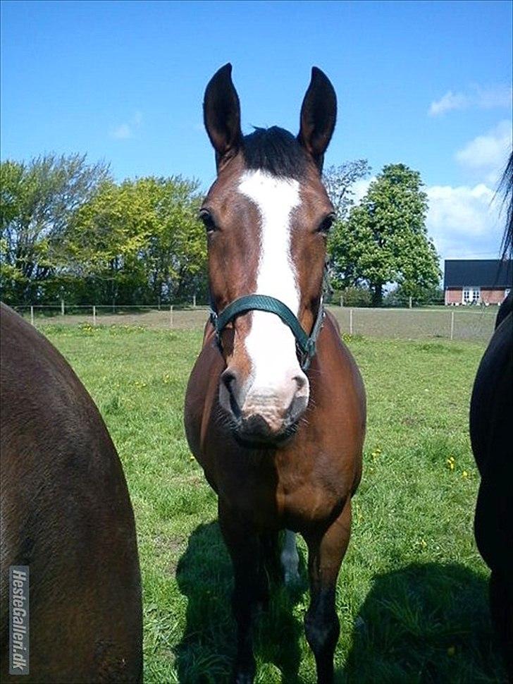 Dansk Varmblod Cherri billede 10