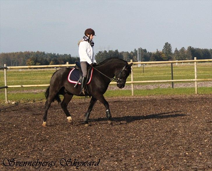 New Forest Svennebjergs Skyward billede 9