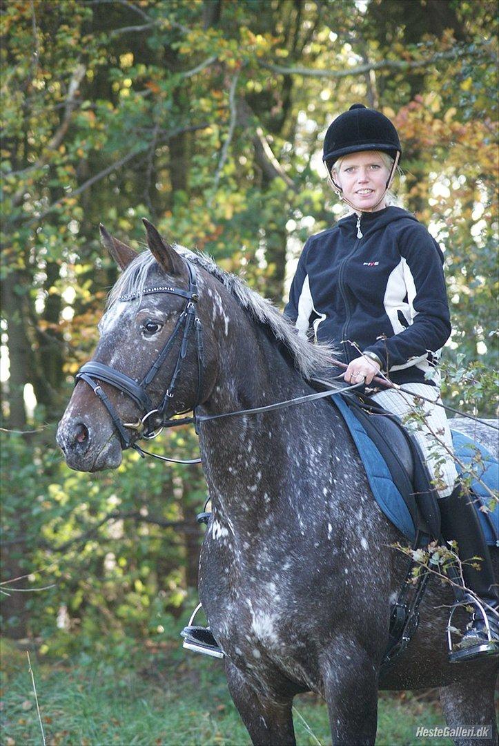 Appaloosa Spike billede 7