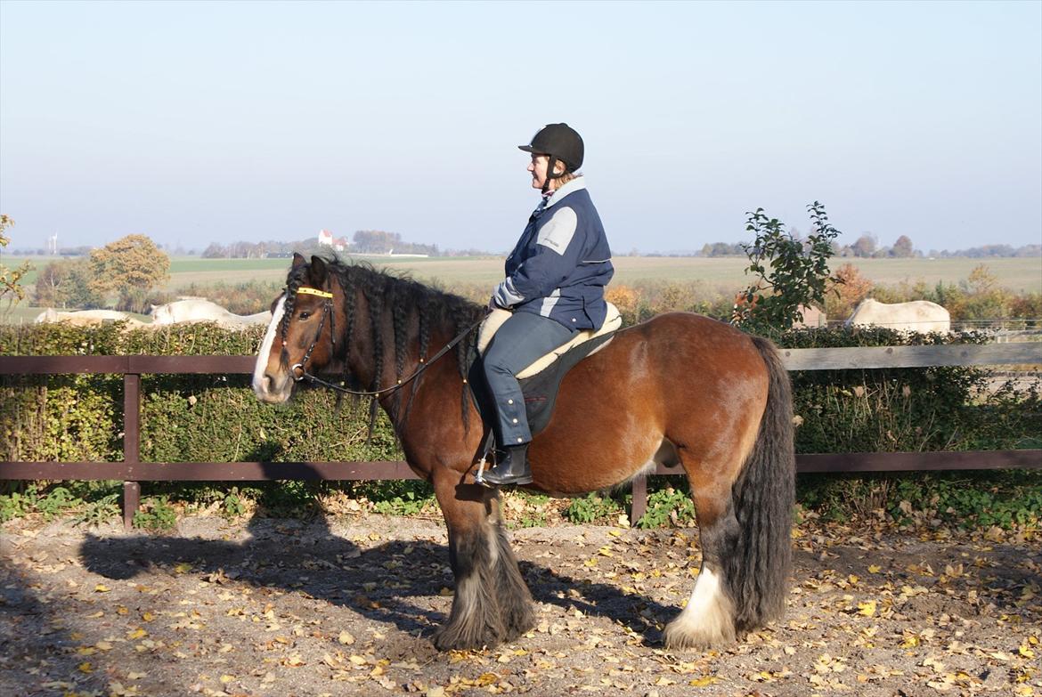 Irish Cob Duke - Mig på Duke d. 21/10-2011.  billede 17