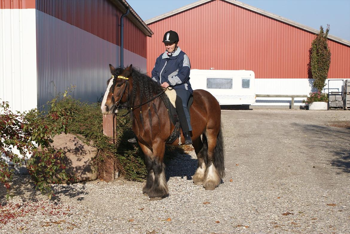 Irish Cob Duke - Mig på Duke d. 21/10-2011.  billede 1