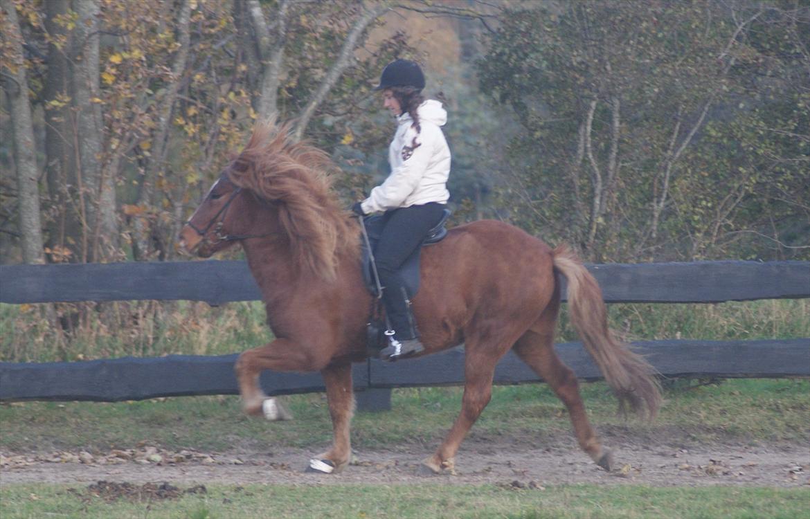 Islænder Júpiter Fra Agri billede 16