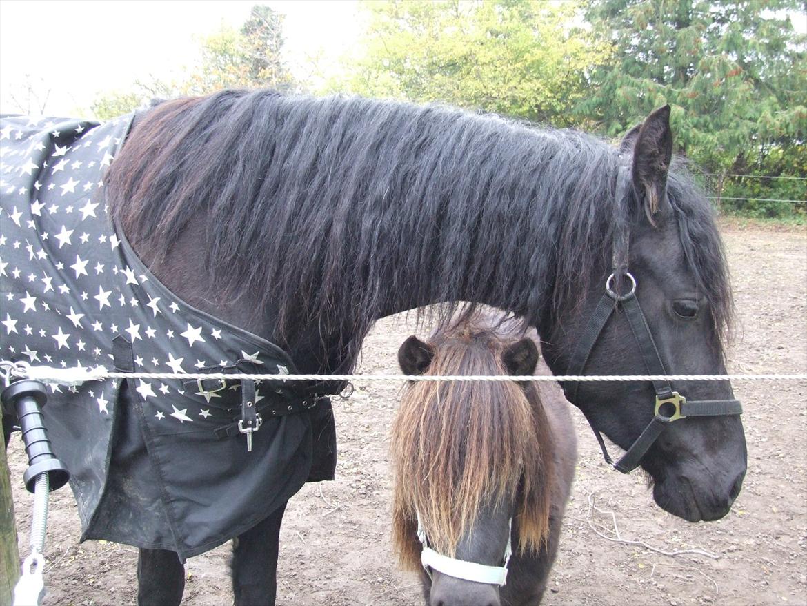 Frieser Annabell v.d. all blacks*Himmelhest* billede 15