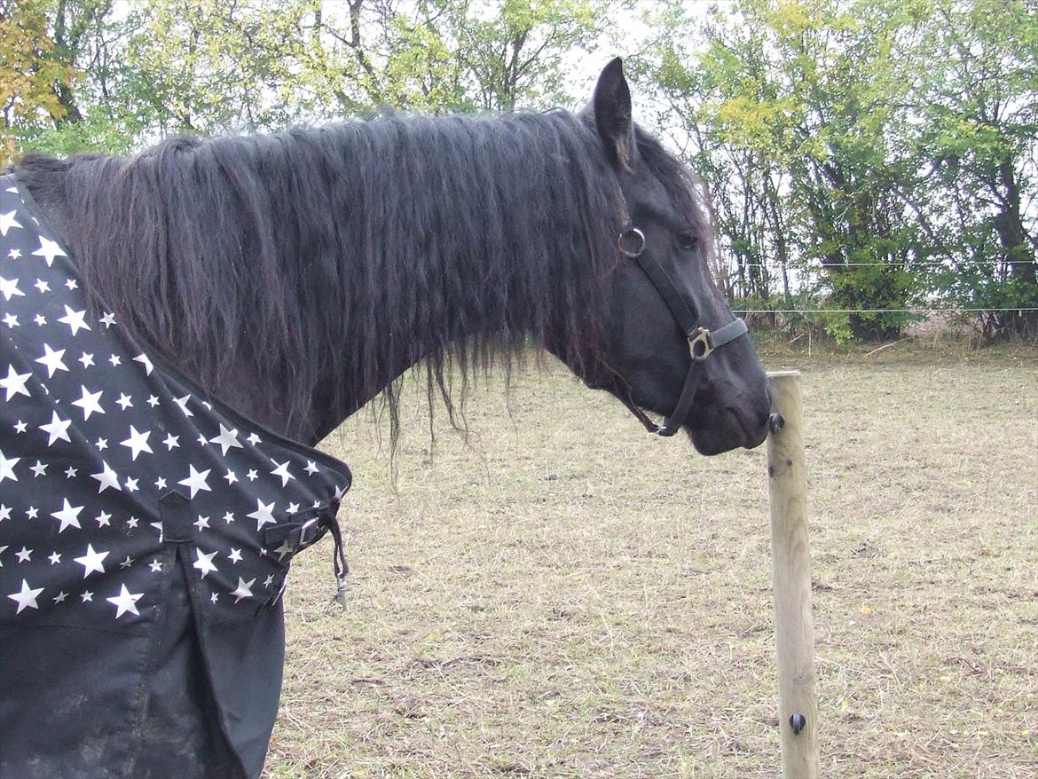 Frieser Annabell v.d. all blacks*Himmelhest* billede 16