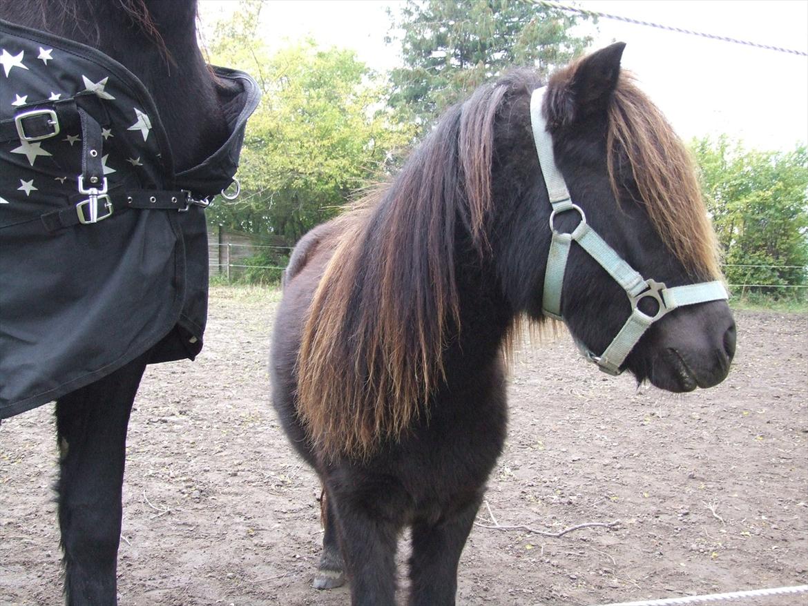 Shetlænder Musla *solgt* billede 3